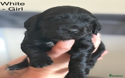 Cocker Spaniel dogs for sale: Gorgeous Working Cocker spaniels for sale - Image 8