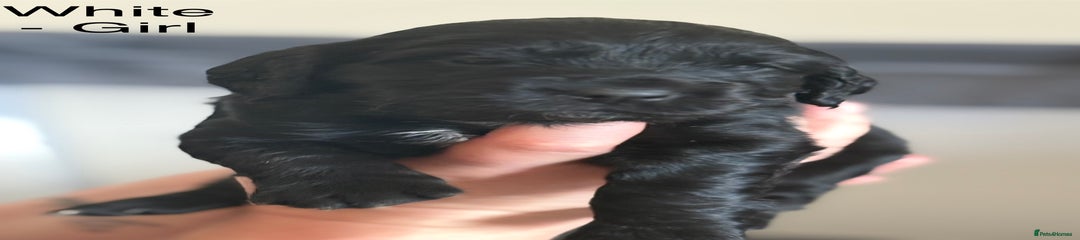 Cocker Spaniel Puppy white