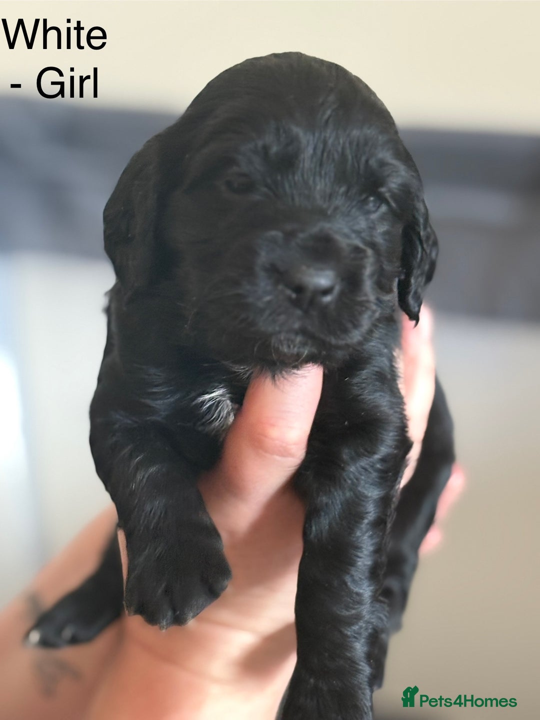 Cocker Spaniel dogs for sale: Gorgeous Working Cocker spaniels for sale - Image 8