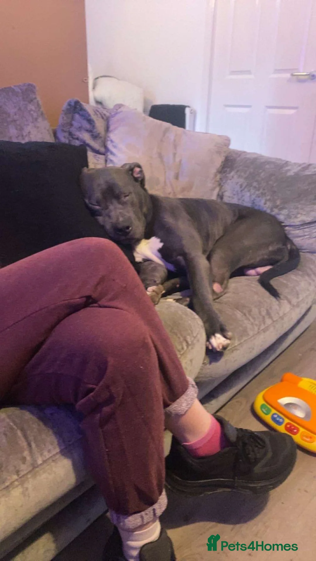 Mixed Breed dogs for sale: Blue male prezza cross staffie - Advert 3