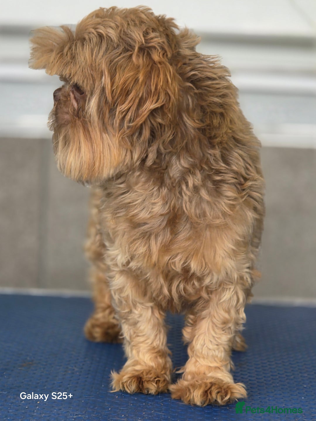 Shih Tzu dogs for sale: READY NOW Chocolate adult boy - Image 6