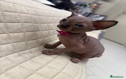 Sphynx cats for sale: TICA Adorable Kittens❤️Parents HCM Clear  - Image 17