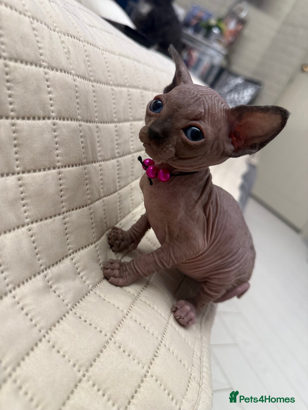 Sphynx cats for sale: TICA Adorable Kittens❤️Parents HCM Clear  - Image 17