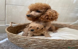 Toy Poodle dogs for sale: 5*Ukrainian toy poodle 1 girl available  - Image 13
