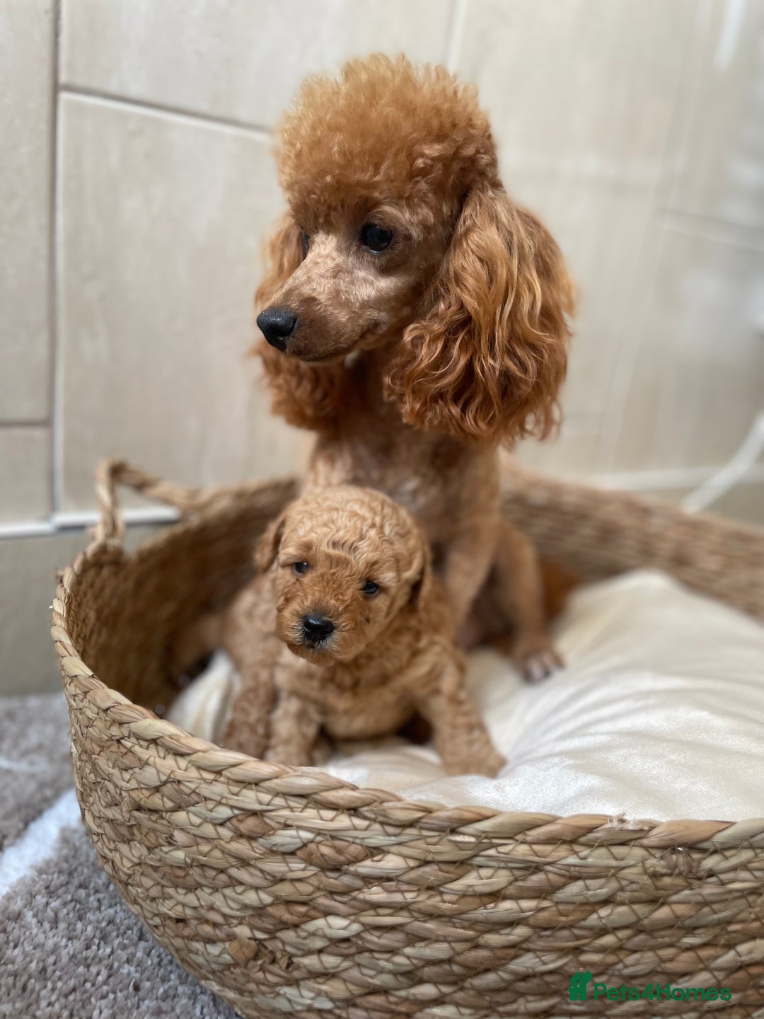 Toy Poodle dogs for sale: 5*Ukrainian toy poodle 1 girl available  - Image 13