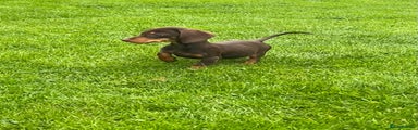 Miniature Dachshund Puppy 7