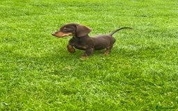 Miniature Dachshund dogs for sale: Miniature Dachshund Boys and Girls - Image 18