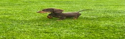 Miniature Dachshund dogs for sale: Long Haired Black & Tan Male Puppy - Advert 5