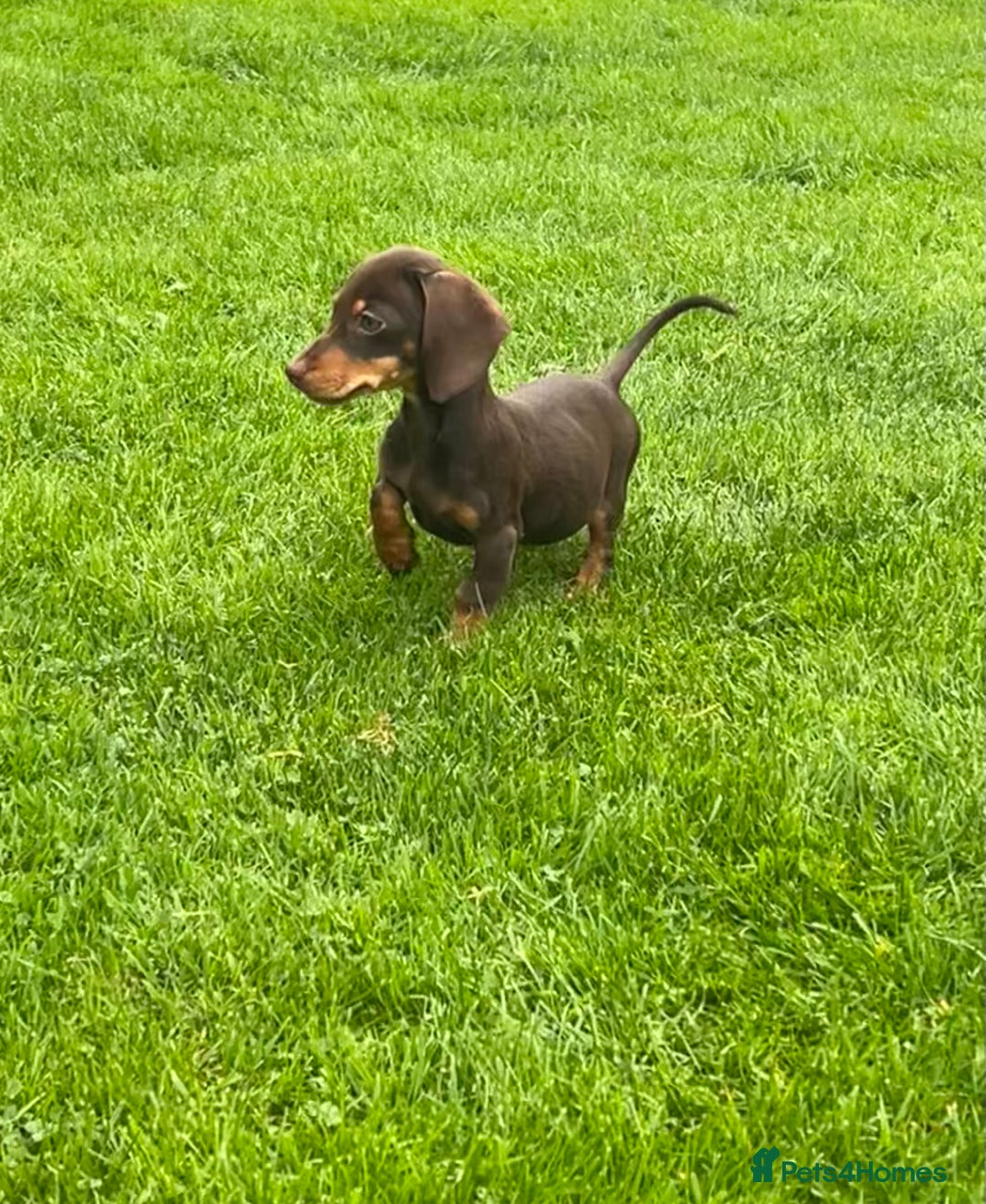 Miniature Dachshund dogs for sale: Miniature Dachshund Boys and Girls - Image 18