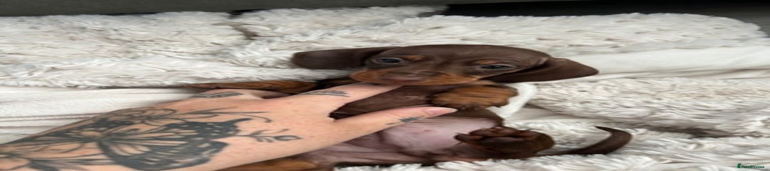 Miniature Dachshund Puppy 2