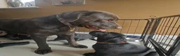 Labrador Retriever dogs for sale: Beautiful Black Labrador Boys Ready Soon - Advert 3