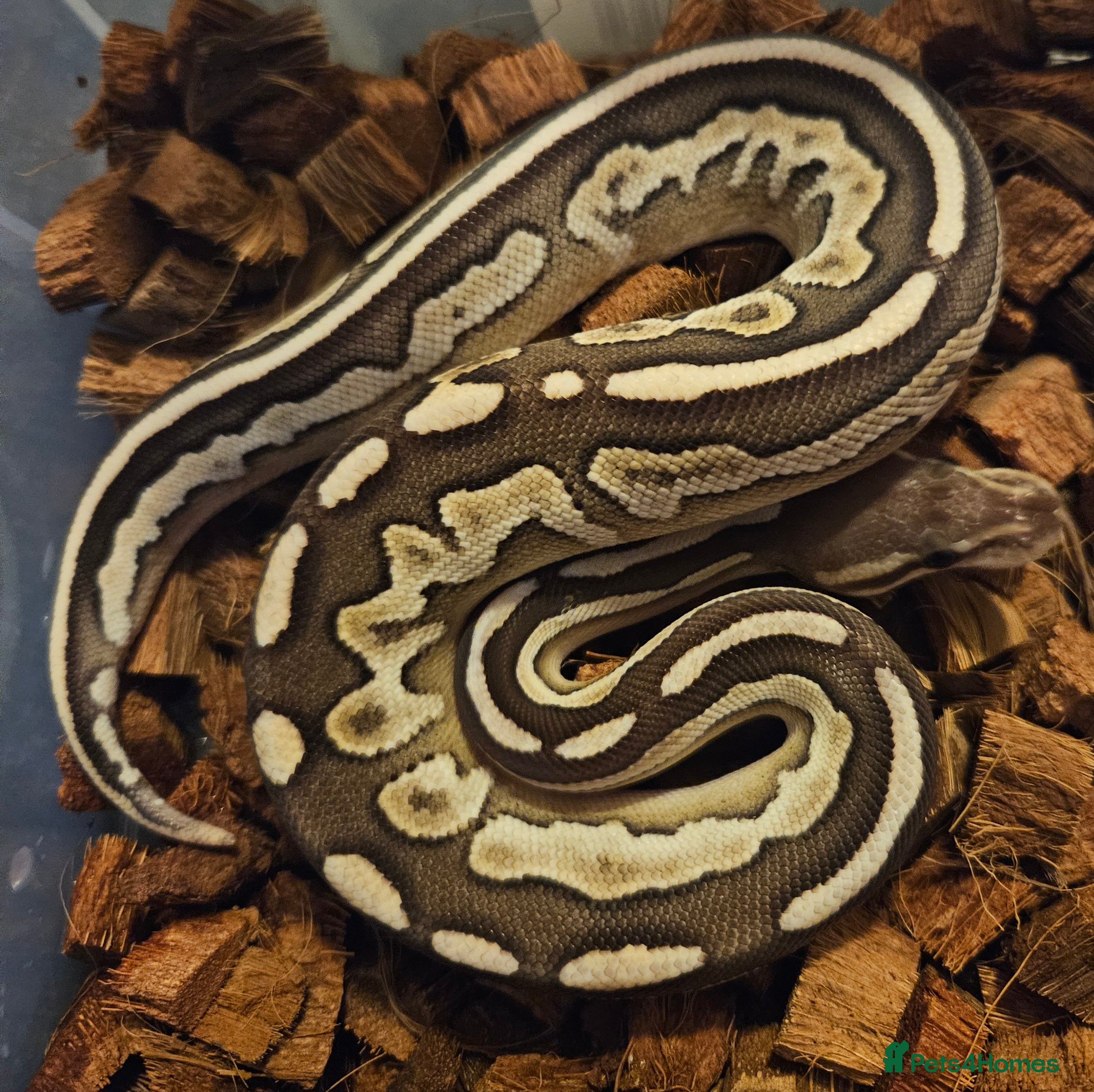 Python Snake reptiles CB25 Royal python hatchlings - Advert 12