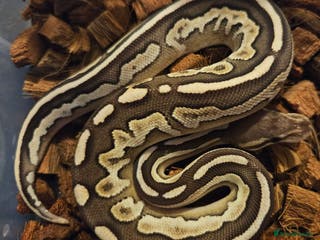 Python Snake reptiles CB25 Royal python hatchlings - Advert 13