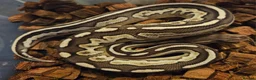 Python Snake reptiles for sale: CB25 Royal python hatchlings - Advert 1