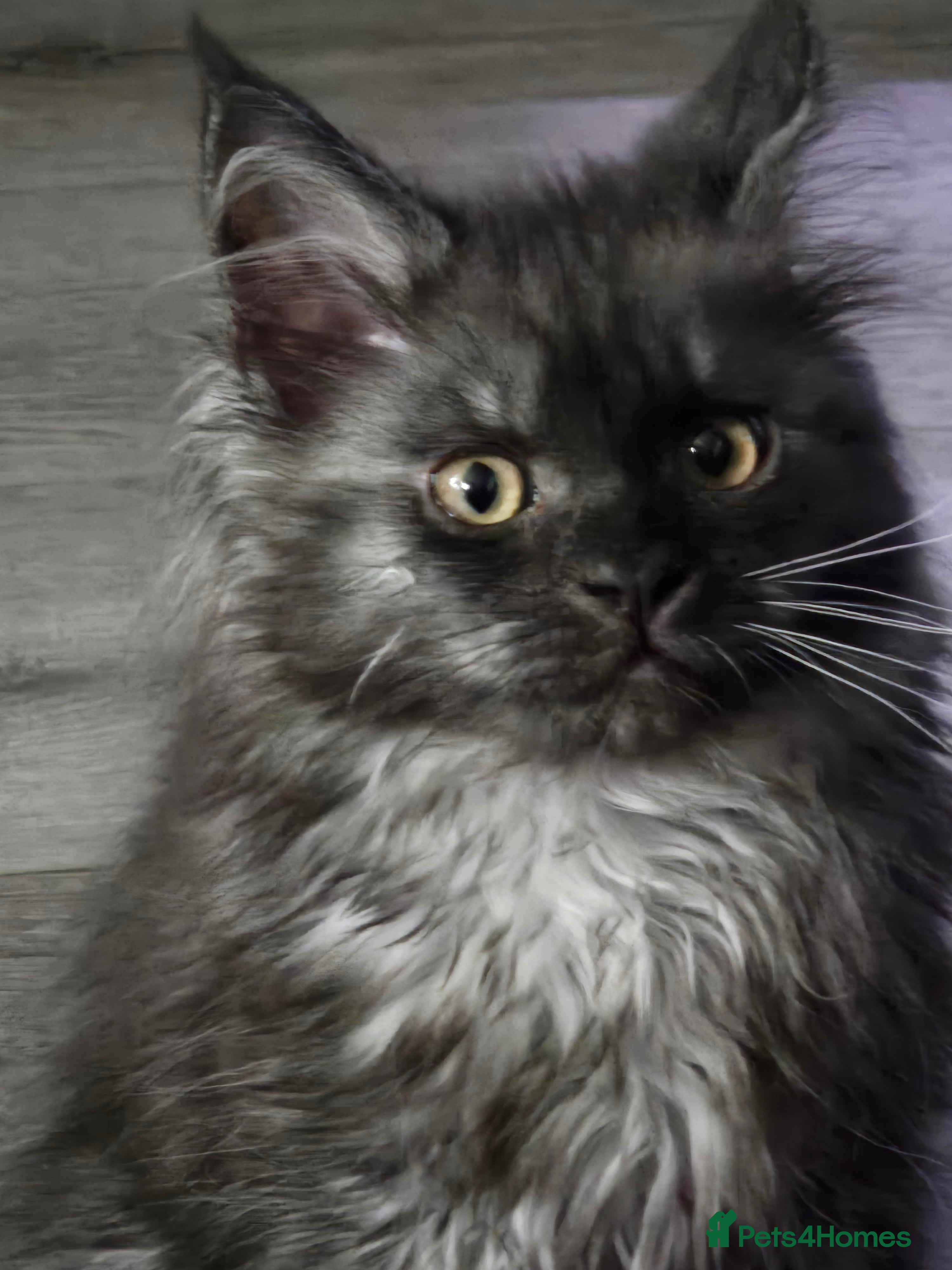 Maine Coon cats ✨✨ blk smoke F 6666 MC TiCA REG Poss active - Advert 18