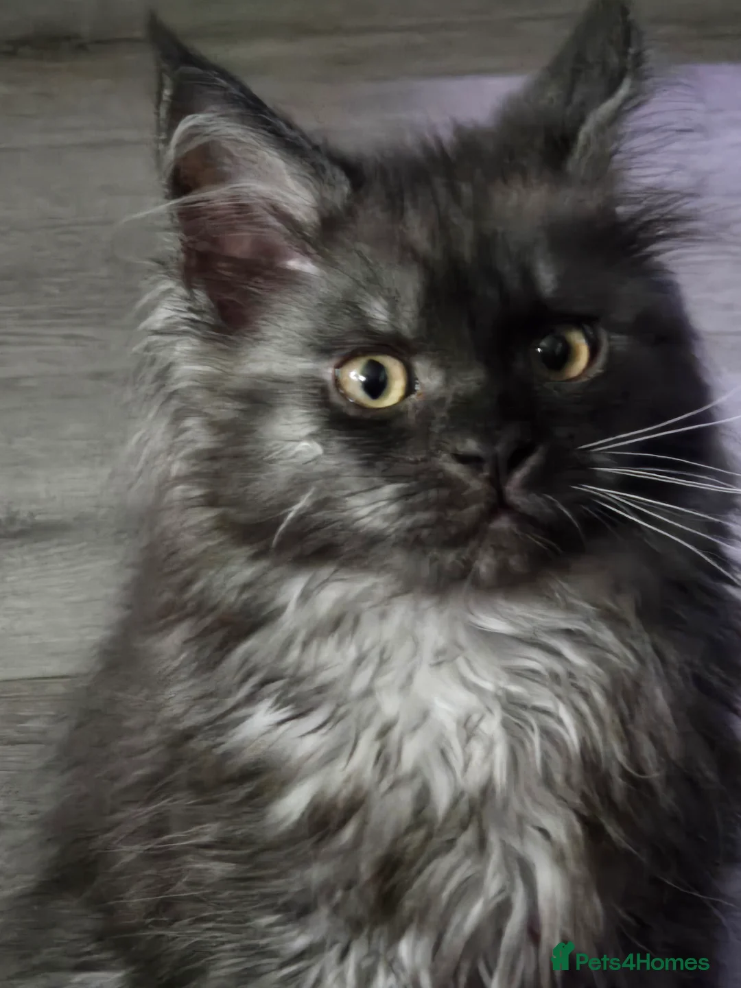 Maine Coon cats for sale: ✨✨ blk smoke F 6666 MC TiCA REG Poss active - Advert 2