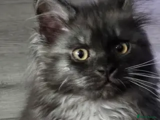 Maine Coon cats ✨✨ blk smoke F 6666 MC TiCA REG Poss active - Advert 18