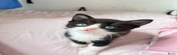 Mixed Breed cats for sale: Kittens For Sale! - Advert 10
