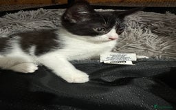 Mixed Breed cats for sale: Playful Kittens 🐾 (Please Read Description) - Image 9