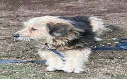 Mixed Breed dogs for adoption: Meet AIDA - a Superb big Girl, for a Loving Home - Image 15