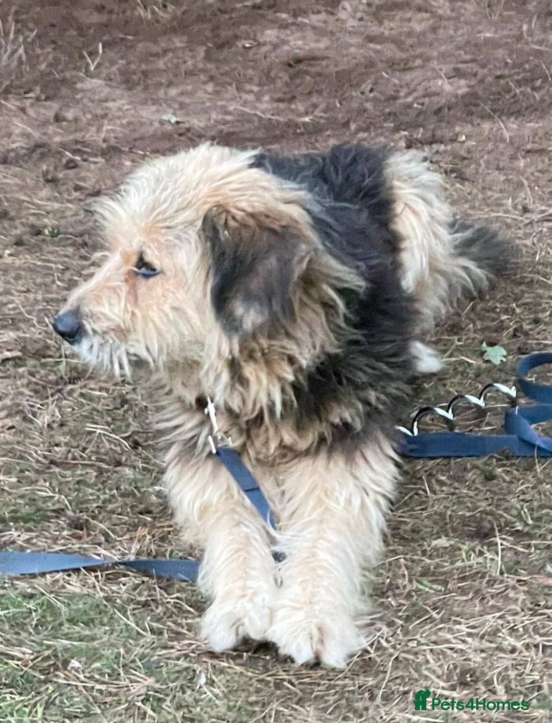 Mixed Breed dogs for adoption: Meet AIDA - a Superb big Girl, for a Loving Home - Image 15