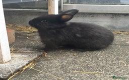 Mini Lop rabbits for sale: 6 weeks old netherland dwarf / mini lop mix - Image 5