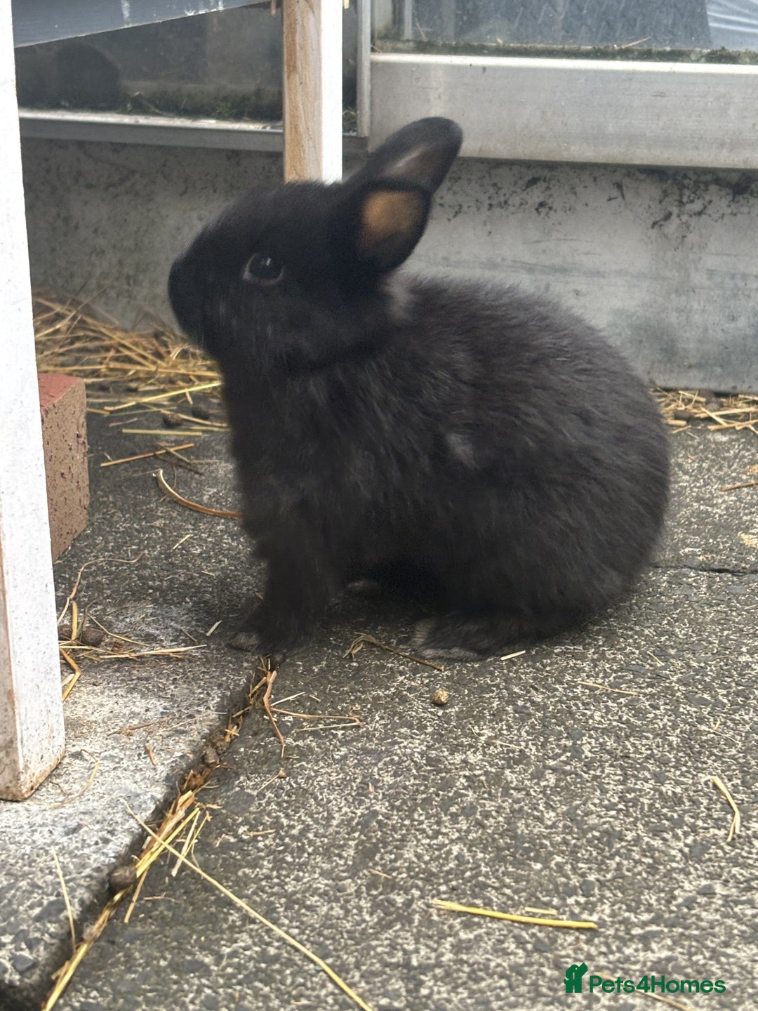 Mini Lop rabbits for sale: 6 weeks old netherland dwarf / mini lop mix - Image 5