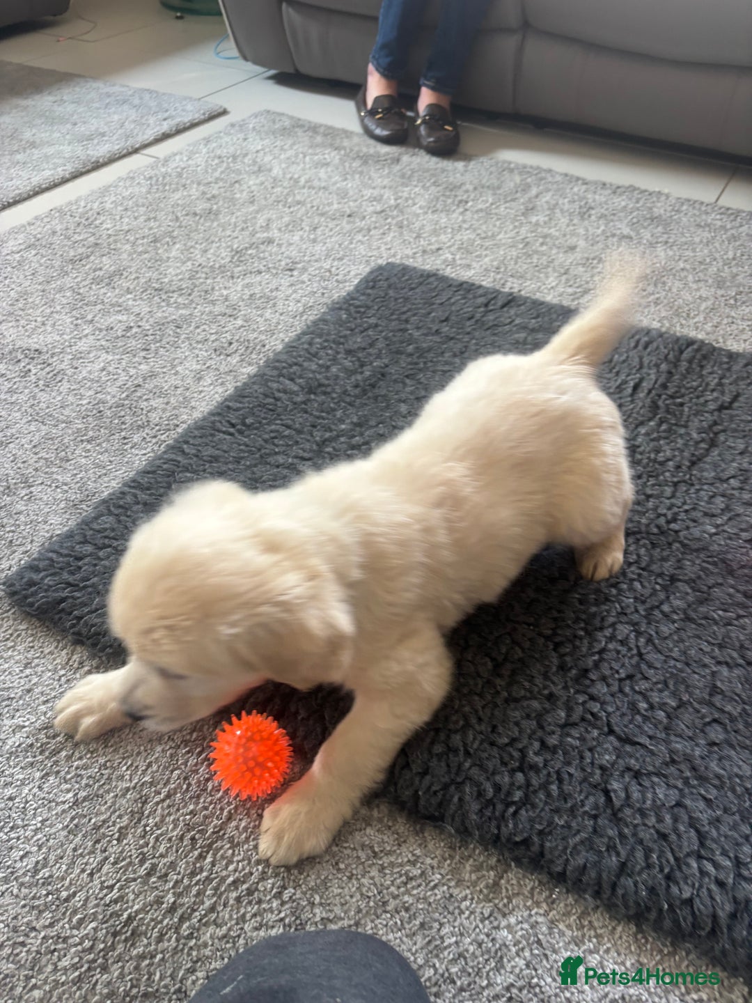 Golden Retriever dogs for sale: Beautiful Golden Retriever puppies - Image 13