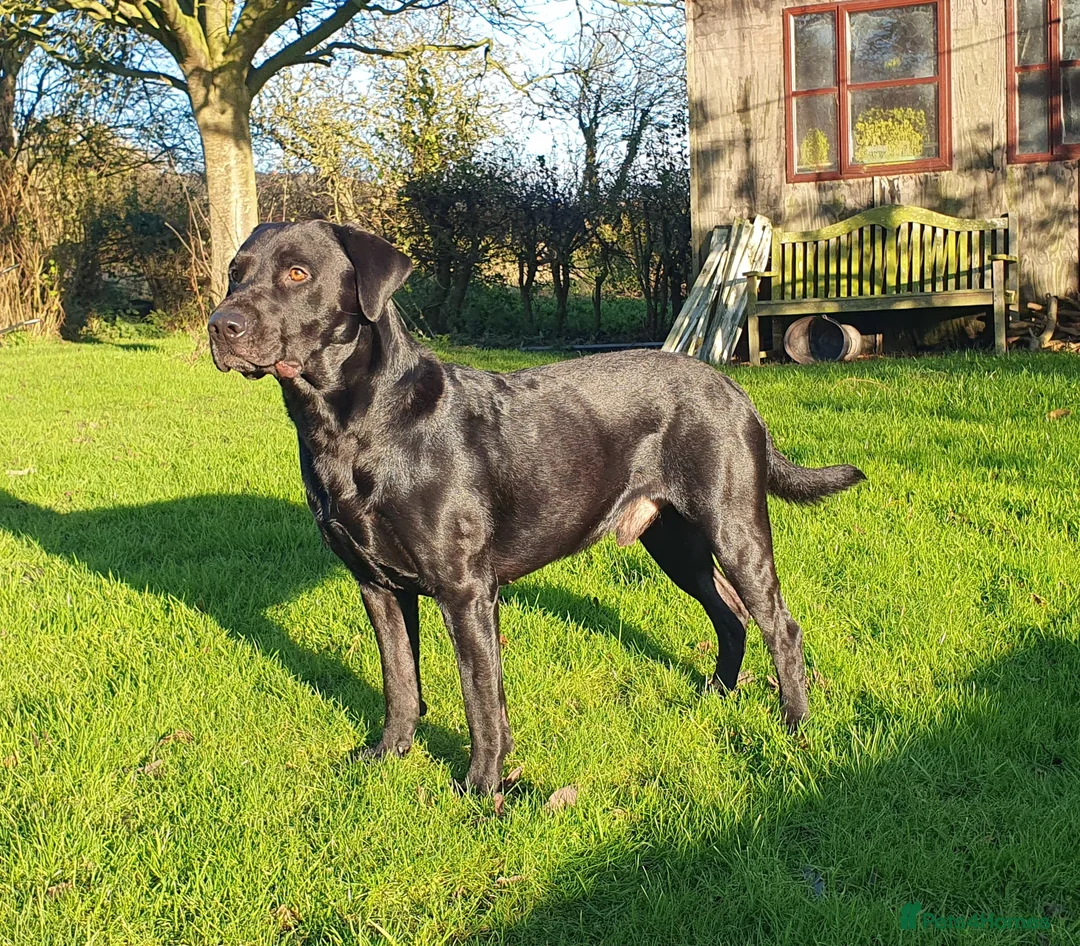 Labrador Retriever dogs for stud: Labrador KC registered for stud 2 years old Black - Advert 1