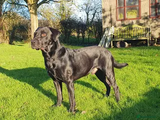 Labrador Retriever dogs Labrador KC registered for stud 2 years old Black - Advert 1