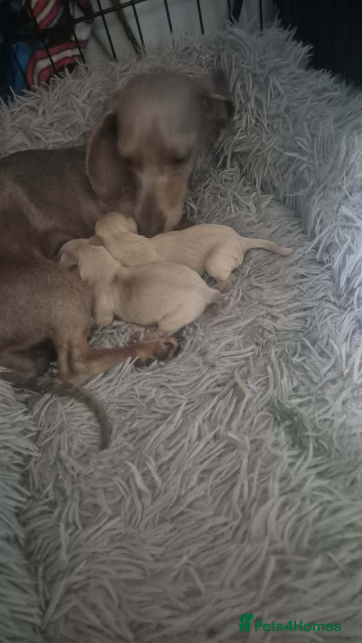Miniature Dachshund dogs Last isabella & tanned girl ready NOW - Advert 1