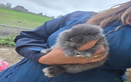 Mini Lop rabbits for sale: Pure bred Mini Lop Bunnies - Image 19