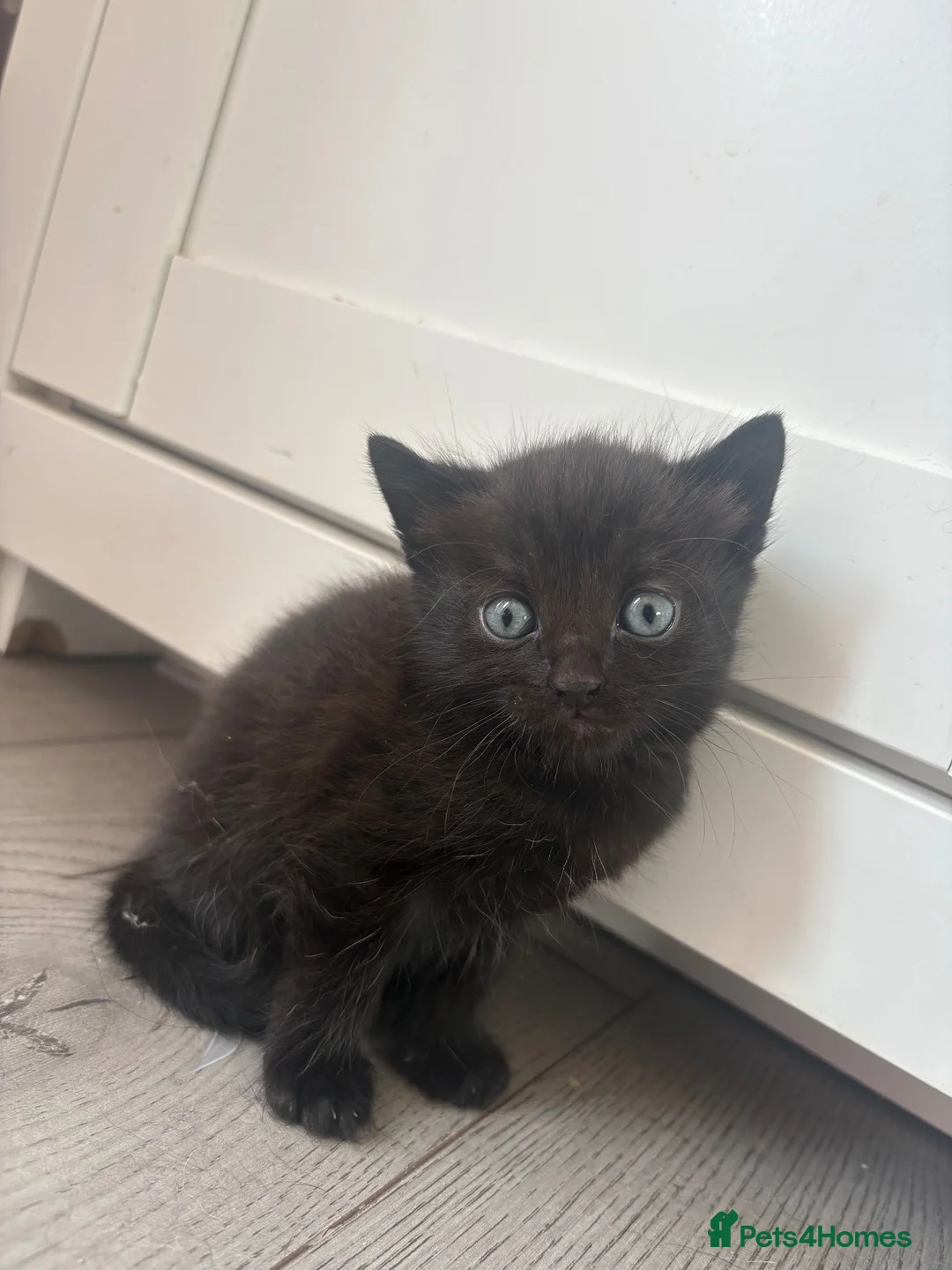 Mixed Breed cats for sale: Kittens for sale  - Advert 2