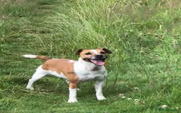 Plummer Terrier dogs for sale: Plummer terrier (bitch) - Image 3