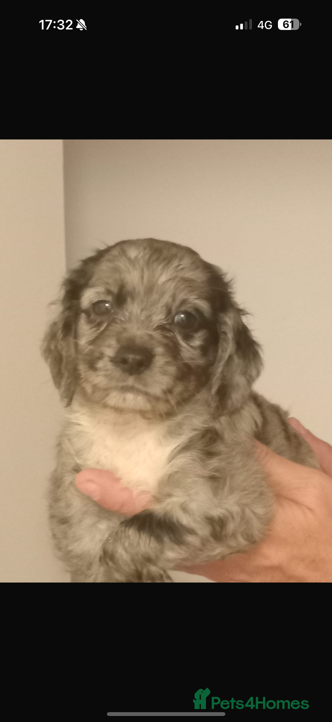 Cocker Spaniel dogs for sale: Working cocker spaniels  - Image 12
