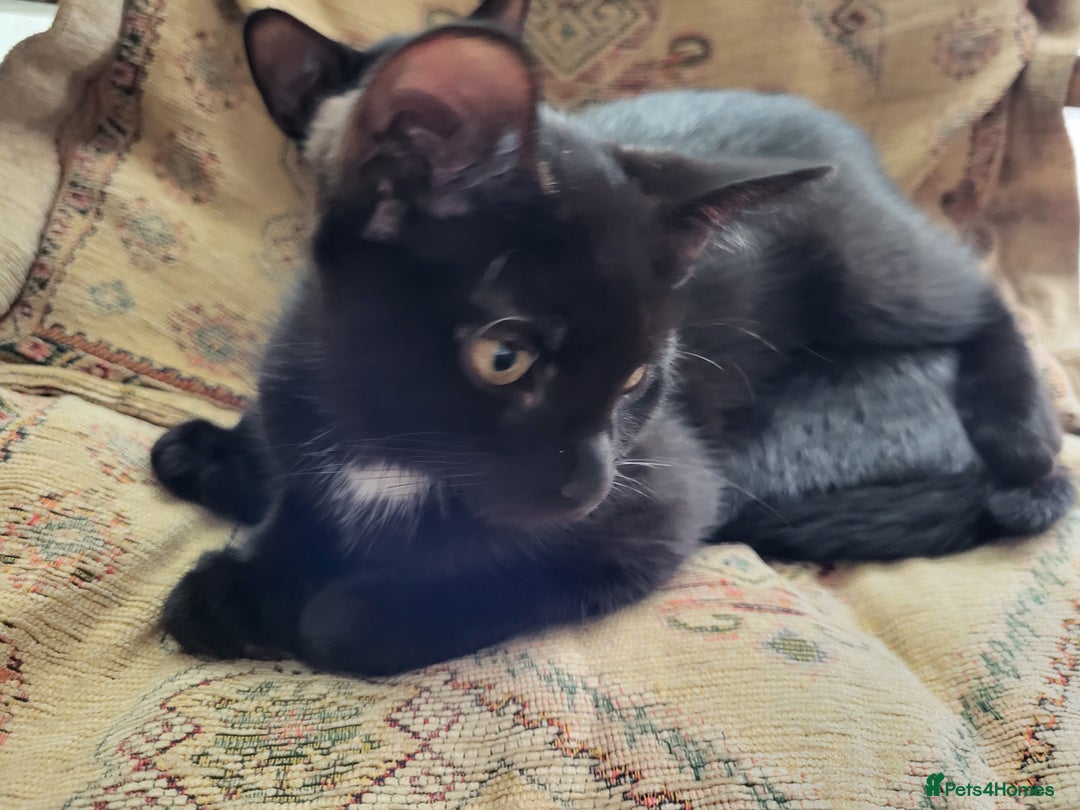 Mixed Breed cats for sale: gorgeous female kittens  - Image 11
