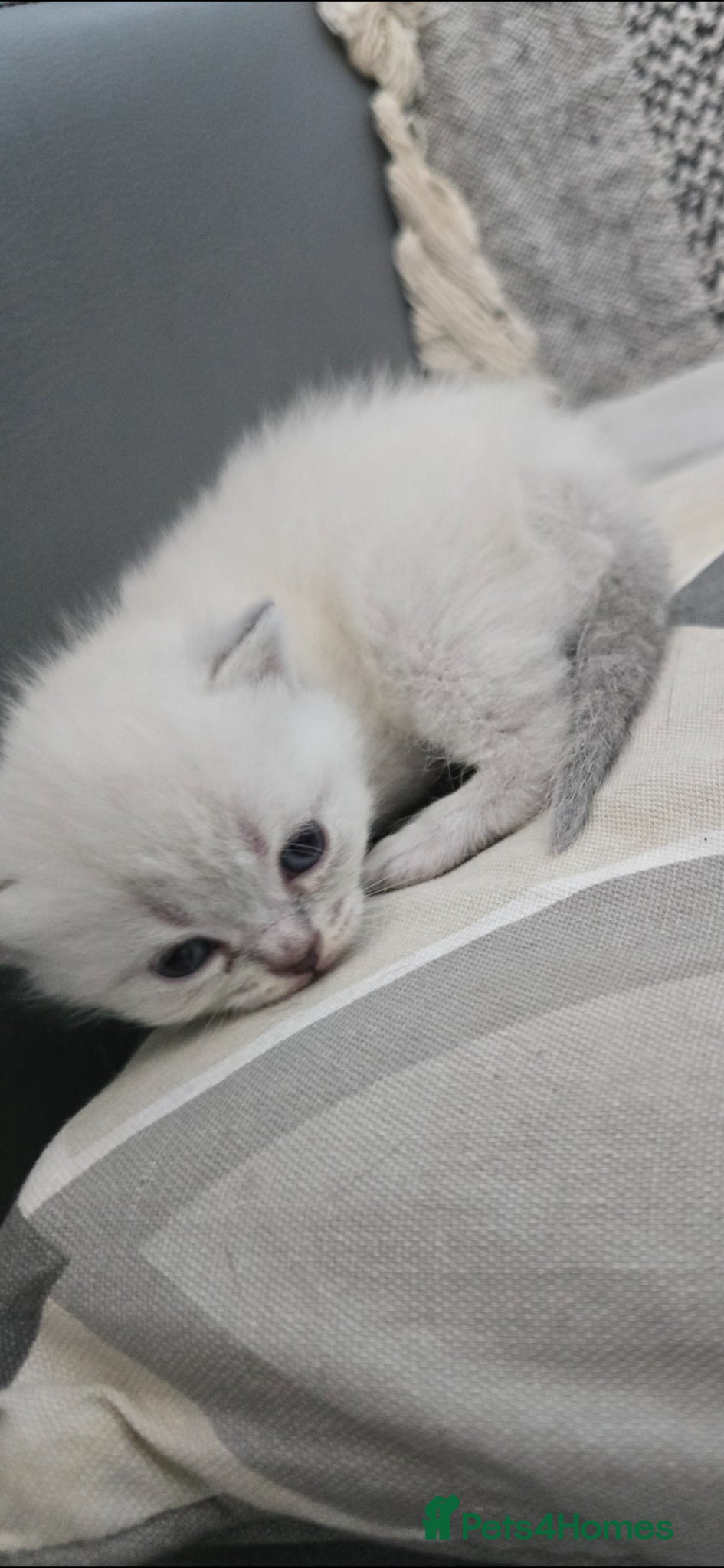 British Shorthair cats for sale: British shorthair x persian kittens  in Hull - Advert 10
