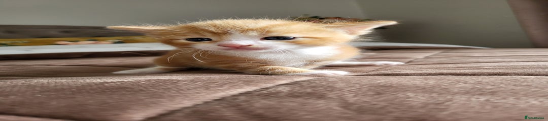 Mixed Breed Kitten 2