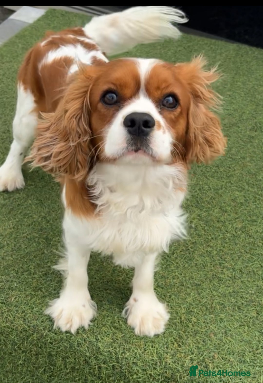 Cavapoo dogs for sale: F1 Toy Cavapoo Puppy’s! - Advert 16