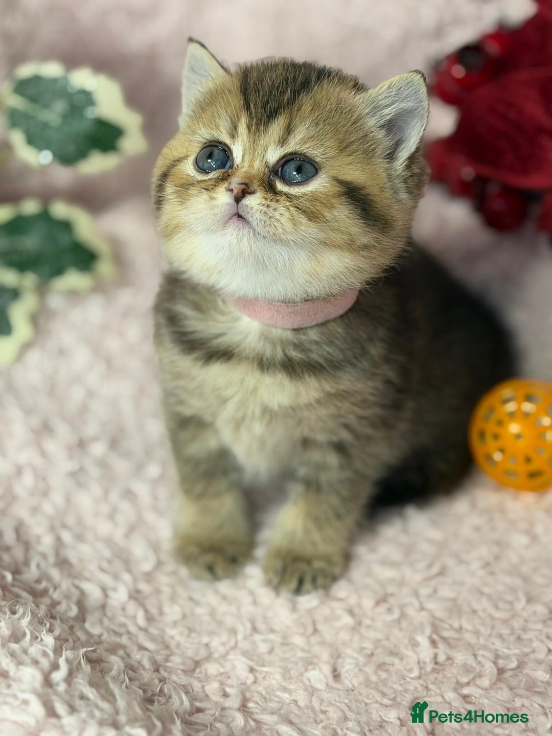 British Shorthair cats for sale: ⭐️Stunning BSH kittens GCCF registered ⭐️ - Advert 8