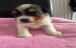 Biewer Terrier dogs for sale: 5 Adorable Purebred Biewer Terriers - Image 5