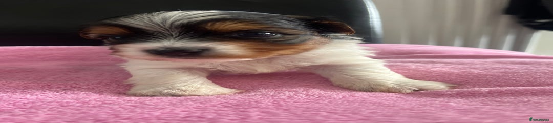 Biewer Terrier Puppy 2