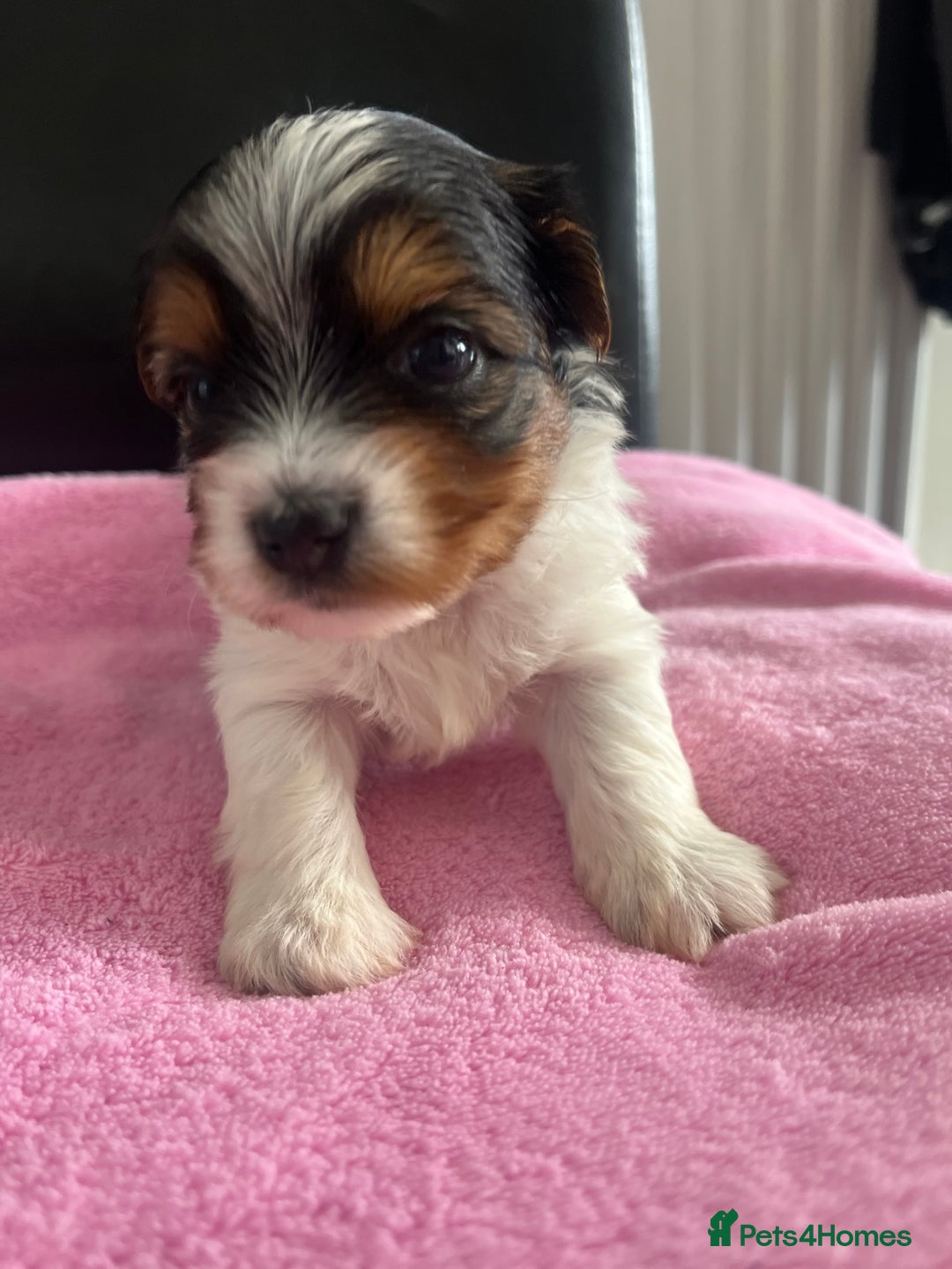 Biewer Terrier dogs for sale: 5 Adorable Purebred Biewer Terriers - Image 5