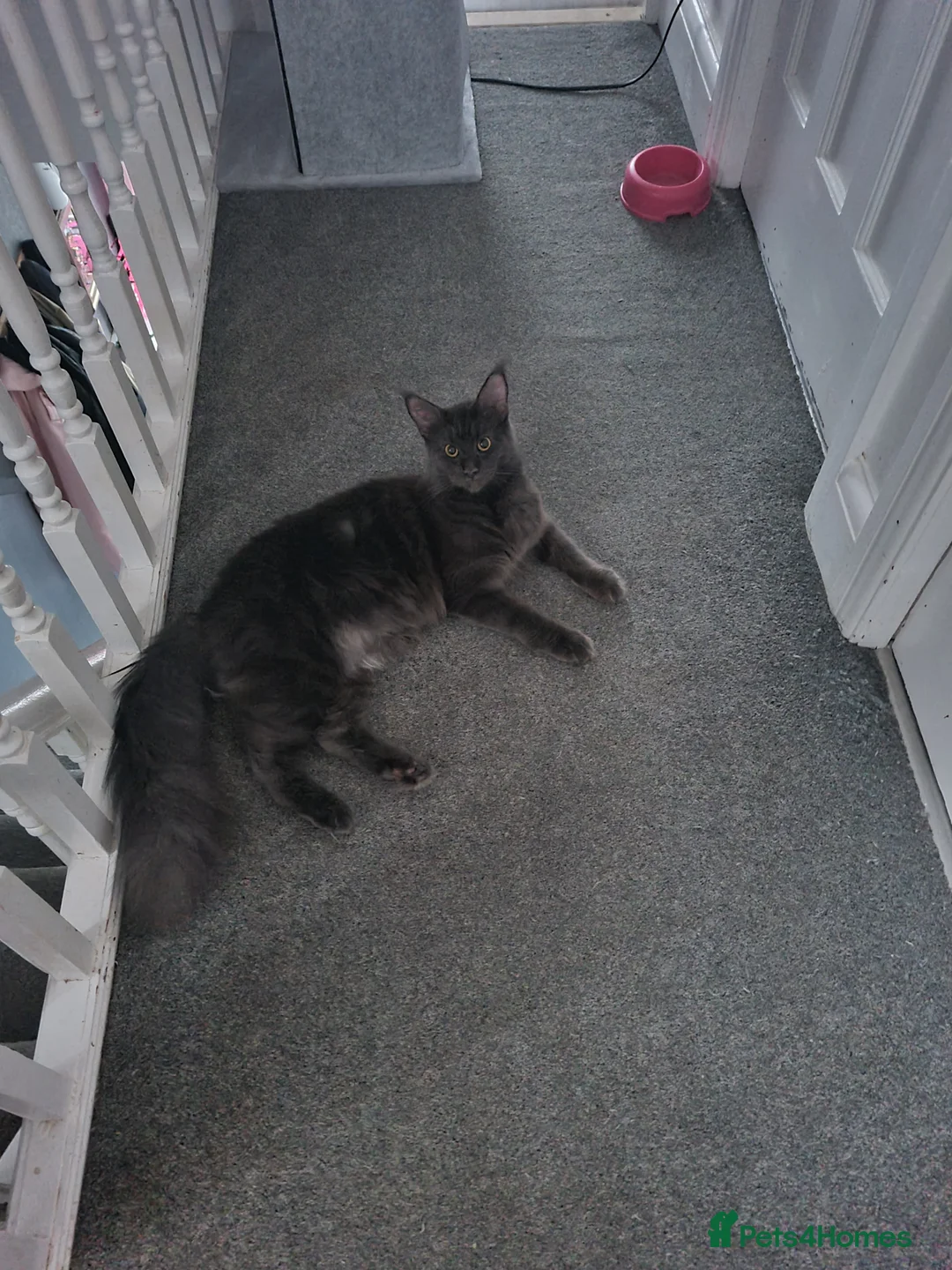 Maine Coon cats for sale: STUNNING MAINE COON KITTENS  - Advert 2