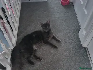 Maine Coon cats STUNNING MAINE COON KITTENS - Advert 1