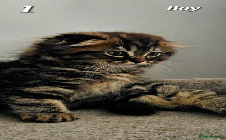 Scottish Fold cats - Advert 3