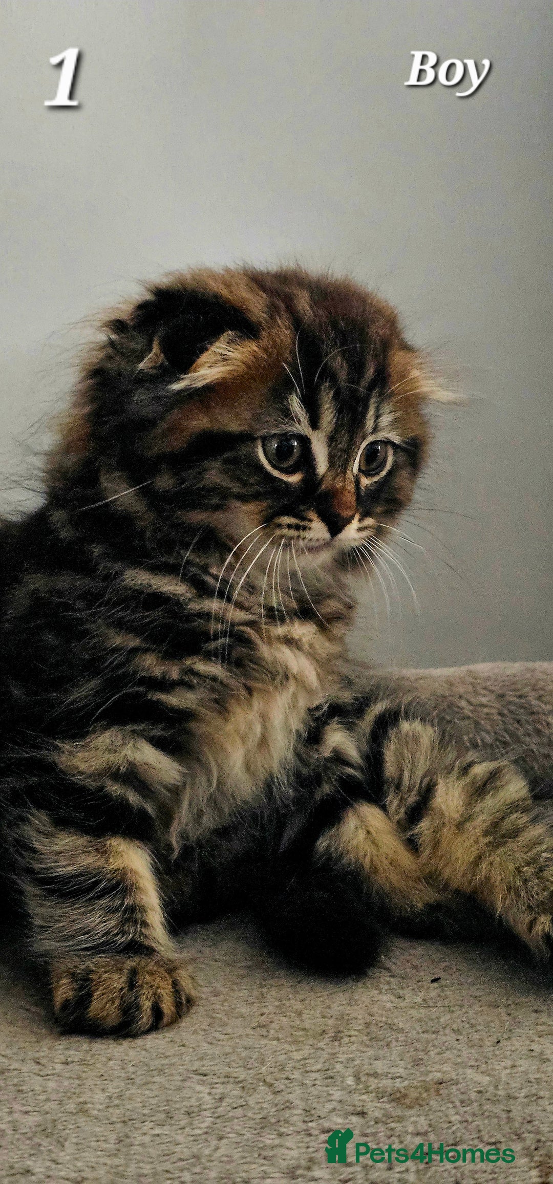 Scottish Fold cats for sale: Adorable scotish fold few straight ears kittens  - Image 1