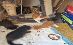 Domestic Shorthair cats for sale: Ginger kitten  - Image 5