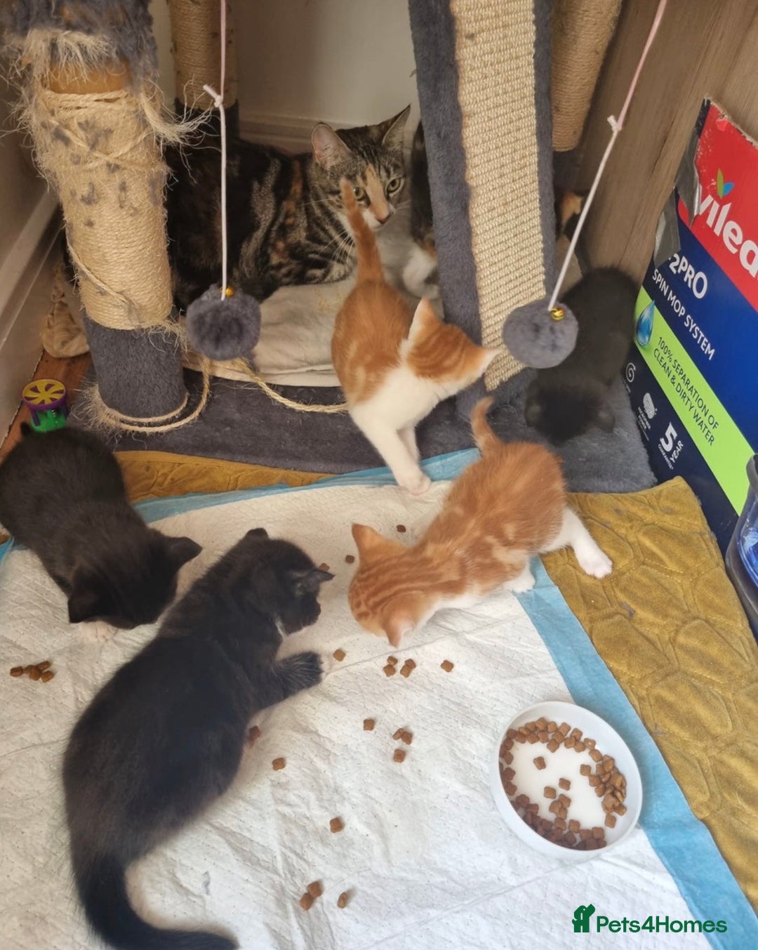 Domestic Shorthair cats for sale: Ginger kitten  - Image 5