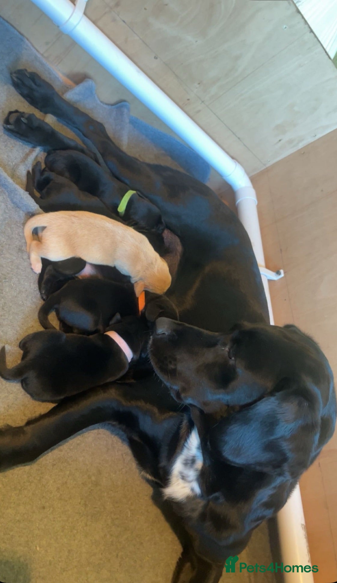 Springador dogs Springador puppies - Advert 2